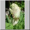 rabarberblomst