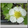 Jordbrblomst